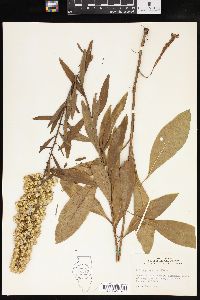 Solidago speciosa image