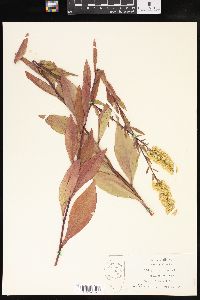 Solidago speciosa image