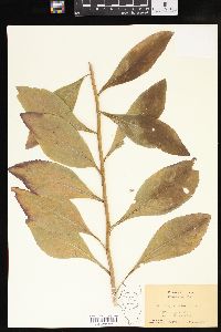 Solidago speciosa image