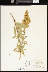 Solidago speciosa image