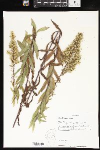 Solidago speciosa image