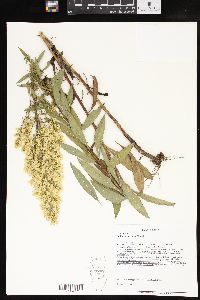 Solidago speciosa image