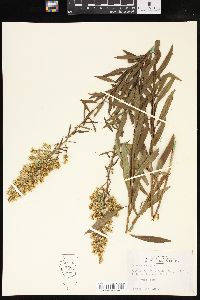 Solidago speciosa image