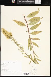 Solidago speciosa image