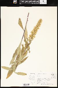 Solidago speciosa image