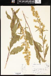 Solidago speciosa image