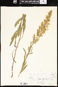 Solidago speciosa image