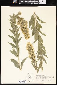 Solidago speciosa image