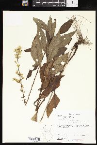 Solidago erecta image