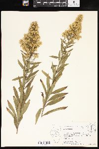 Solidago speciosa image