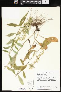 Solidago erecta image