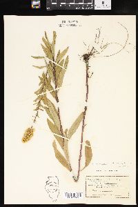 Solidago rigidiuscula image