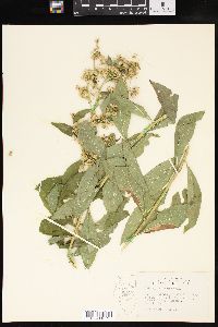 Solidago squarrosa image