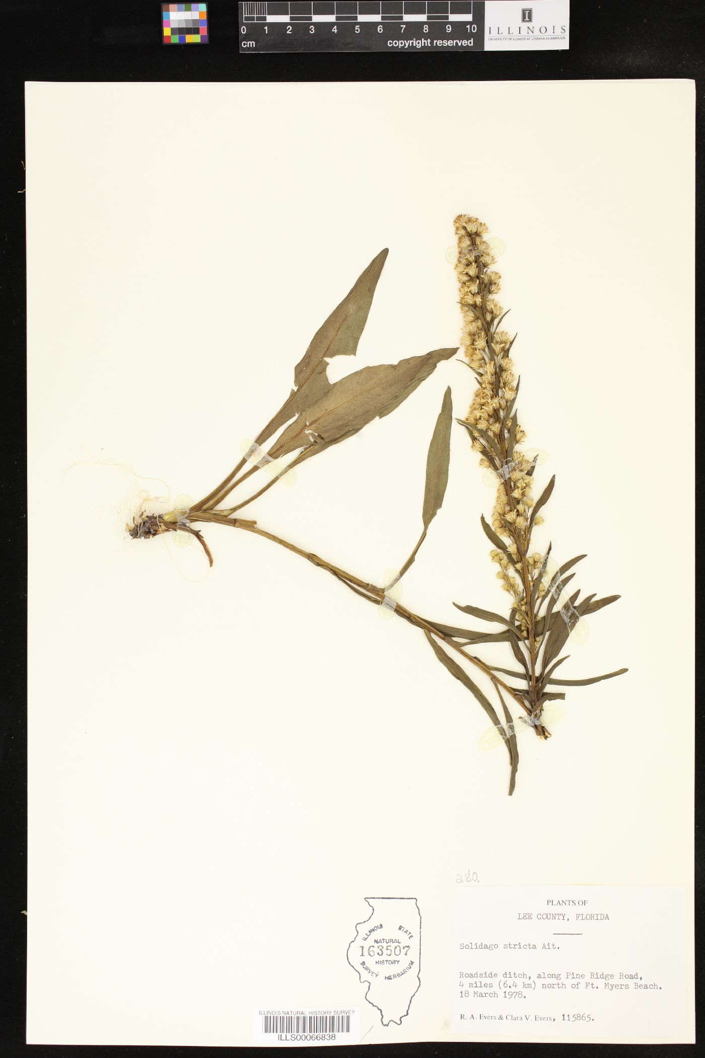 Solidago stricta image