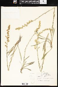 Solidago stricta image