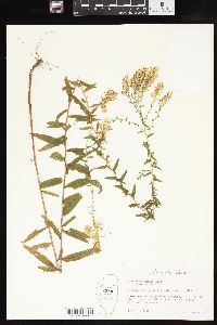 Solidago tortifolia image