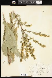 Solidago patula image