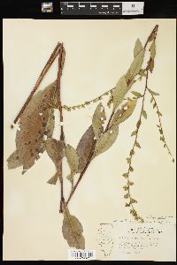 Solidago patula image