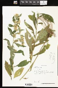 Solidago petiolaris image