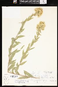 Solidago wrightii image