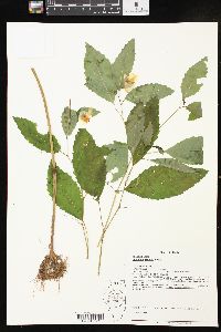 Impatiens pallida image