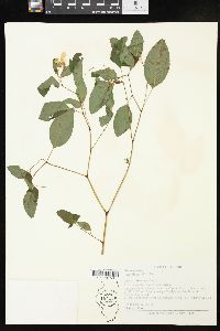 Impatiens pallida image