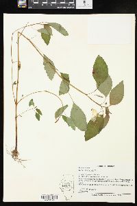 Impatiens pallida image