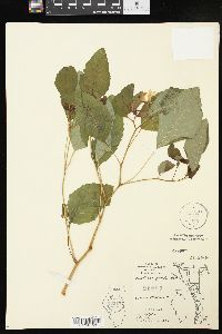 Impatiens pallida image