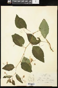 Impatiens pallida image