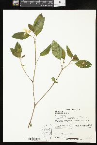 Impatiens pallida image