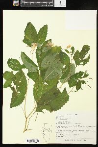 Impatiens pallida image