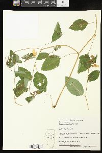 Impatiens pallida image