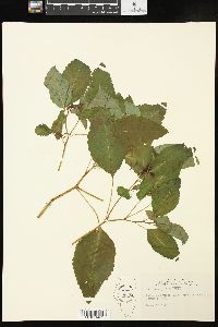 Impatiens pallida image