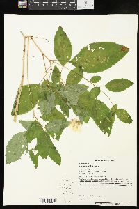 Impatiens pallida image