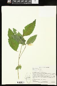 Impatiens pallida image