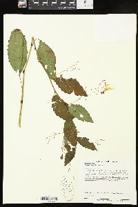 Impatiens pallida image