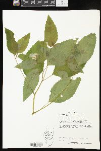 Impatiens pallida image