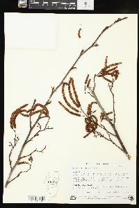 Alnus glutinosa image