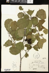 Alnus glutinosa image