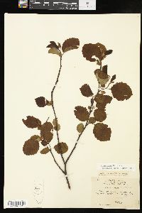 Alnus incana subsp. rugosa image