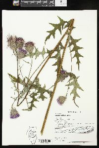 Cirsium muticum image