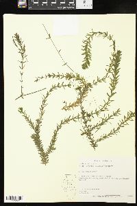 Hydrilla verticillata image