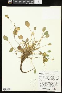 Hydrocharis morsus-ranae image