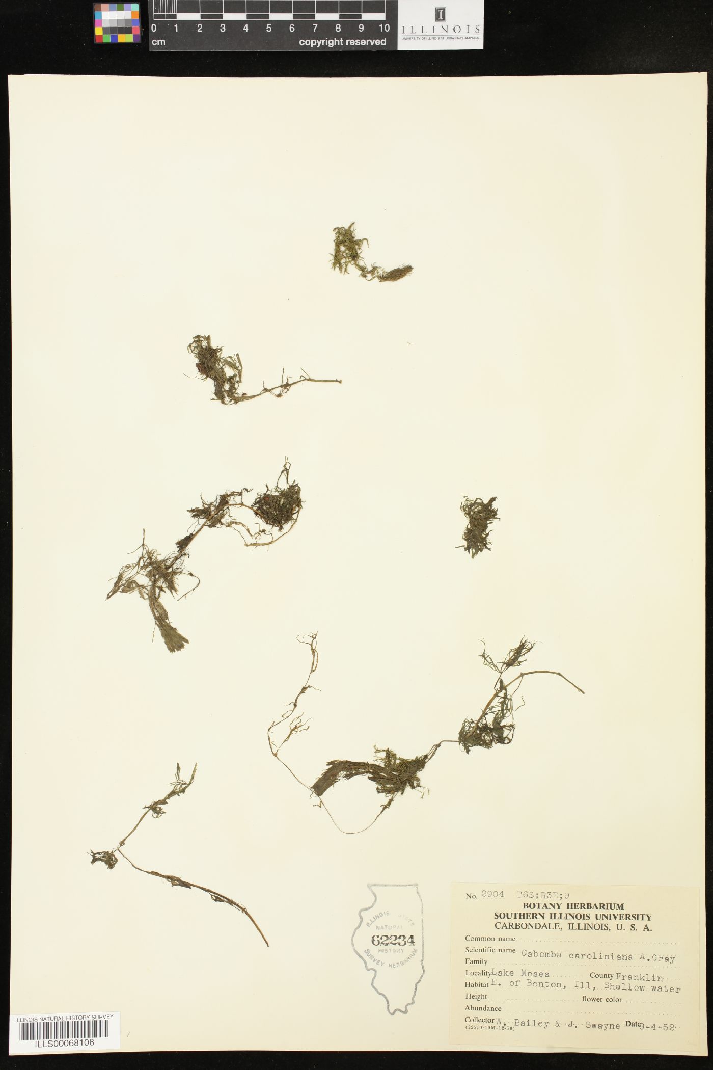 Cabomba caroliniana image