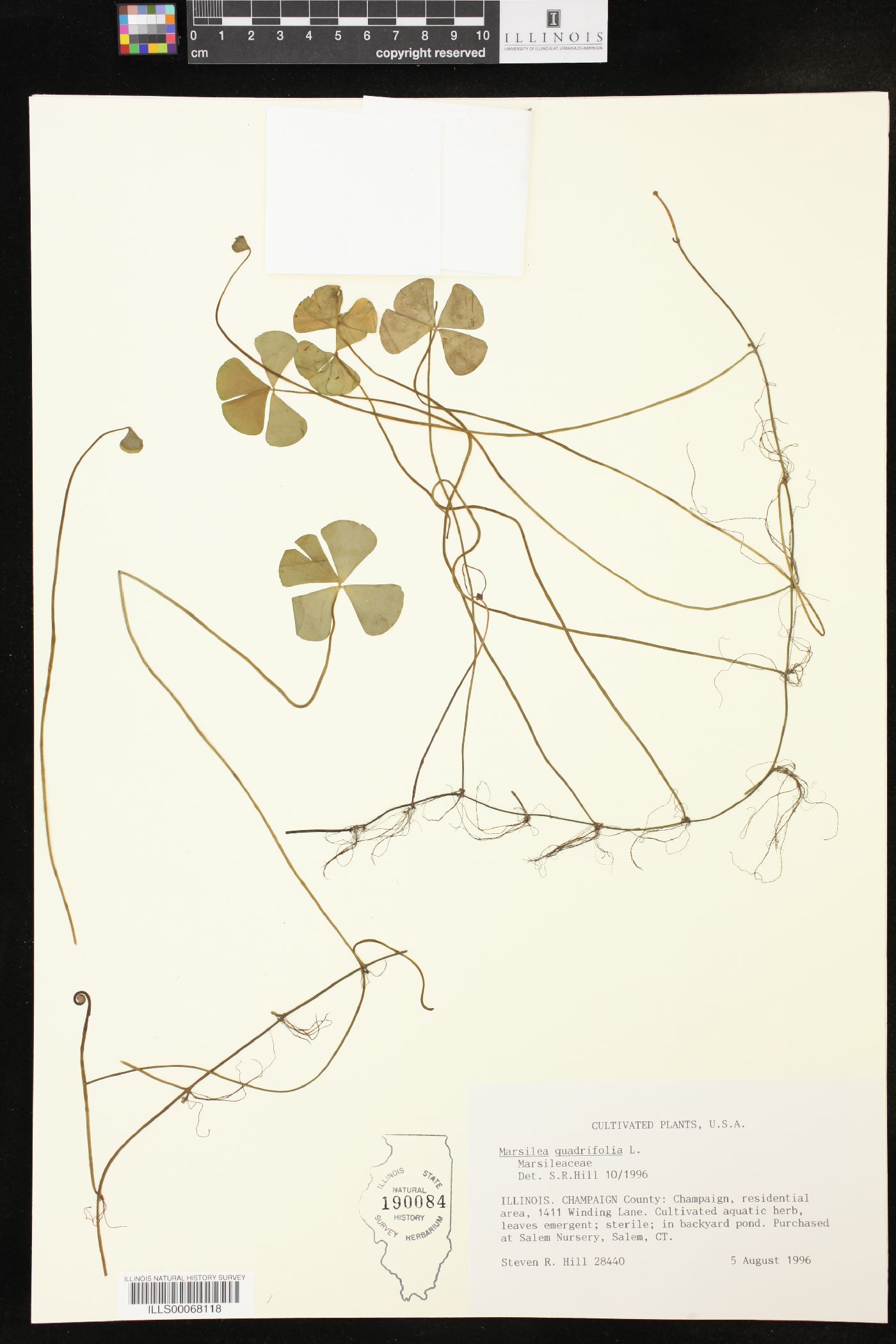 Marsilea quadrifolia image