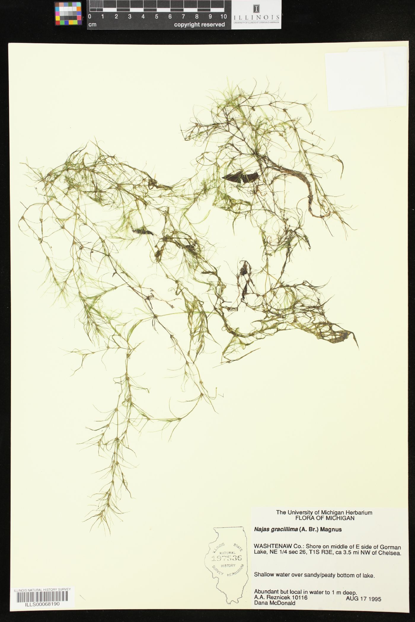 Najas gracillima image