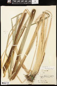 Typha angustifolia image