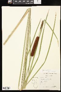 Typha angustifolia image