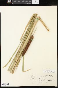 Typha angustifolia image