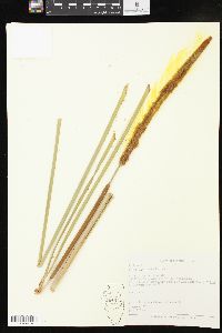 Typha domingensis image